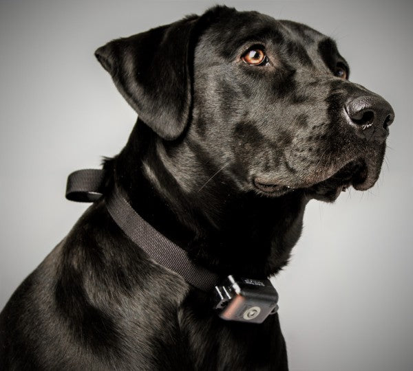 DT SYSTEMS Ultra Min-e 2090 No Bark (Bark Control Collar)