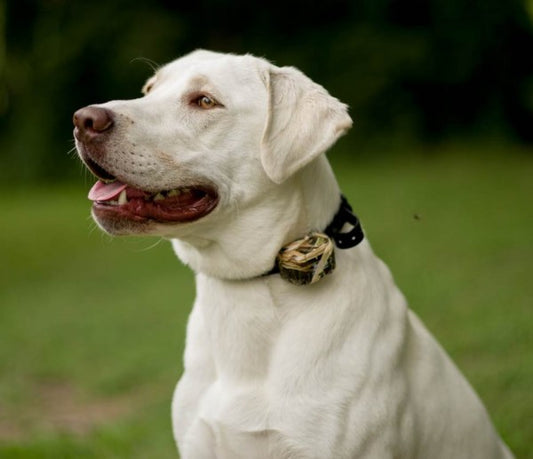DT SYSTEMS Master Retriever 1100 Camo (MR 1100) Add on Additional Collar