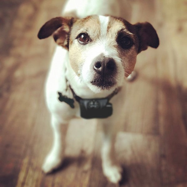 DT SYSTEMS Bark BOSS Bark Control Collar